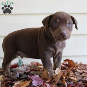 Ronnie, Catahoula Leopard Dog Puppy