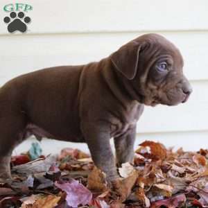 Ronnie, Catahoula Leopard Dog Puppy