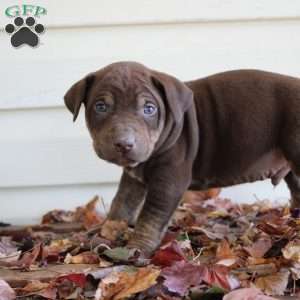 Ronnie, Catahoula Leopard Dog Puppy