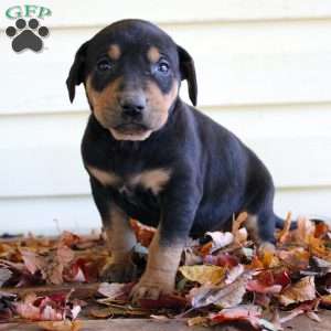 Randy, Catahoula Leopard Dog Puppy