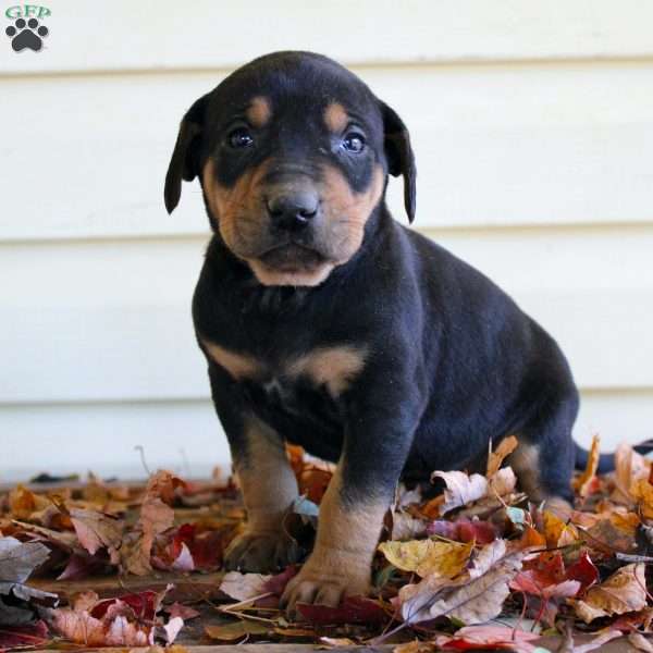 Randy, Catahoula Leopard Dog Puppy