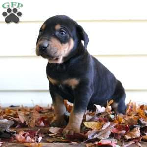 Randy, Catahoula Leopard Dog Puppy