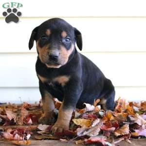 Randy, Catahoula Leopard Dog Puppy