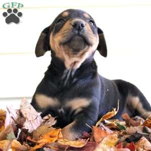 Randy, Catahoula Leopard Dog Puppy