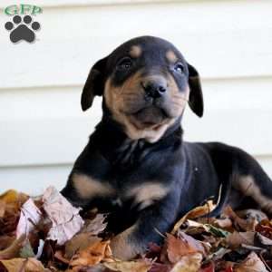 Randy, Catahoula Leopard Dog Puppy