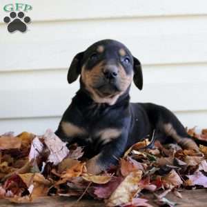 Randy, Catahoula Leopard Dog Puppy