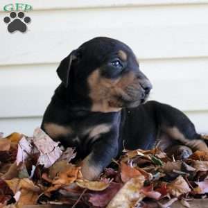 Randy, Catahoula Leopard Dog Puppy