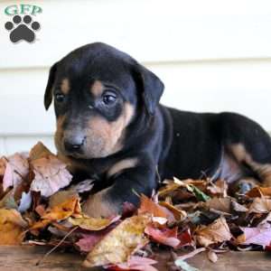 Randy, Catahoula Leopard Dog Puppy