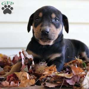 Randy, Catahoula Leopard Dog Puppy