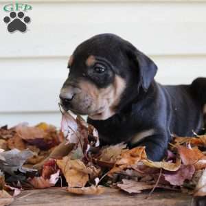 Randy, Catahoula Leopard Dog Puppy