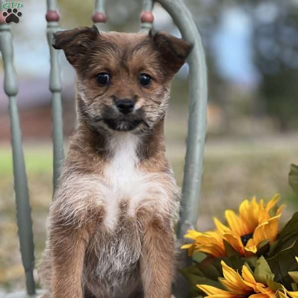 Blythe, Shiba Inu Mix Puppy