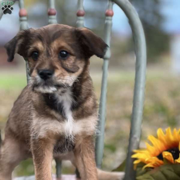 Butterscotch, Shiba Inu Mix Puppy