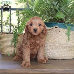 Max, Cavapoo Puppy