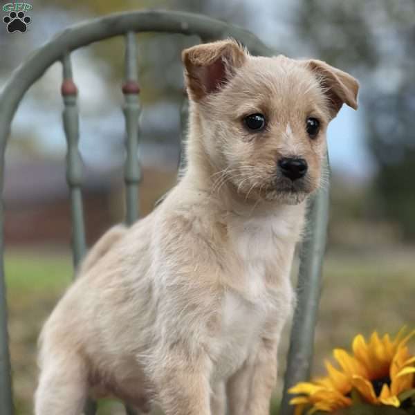 Bumblebee, Shiba Inu Mix Puppy