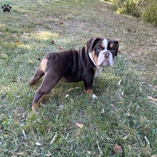 Dallas, English Bulldog Puppy