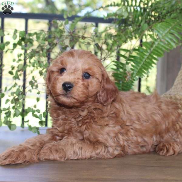 Max, Cavapoo Puppy