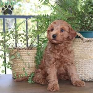 Max, Cavapoo Puppy