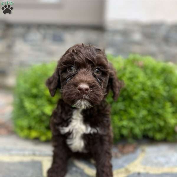 Linus, Portuguese Water Dog Puppy