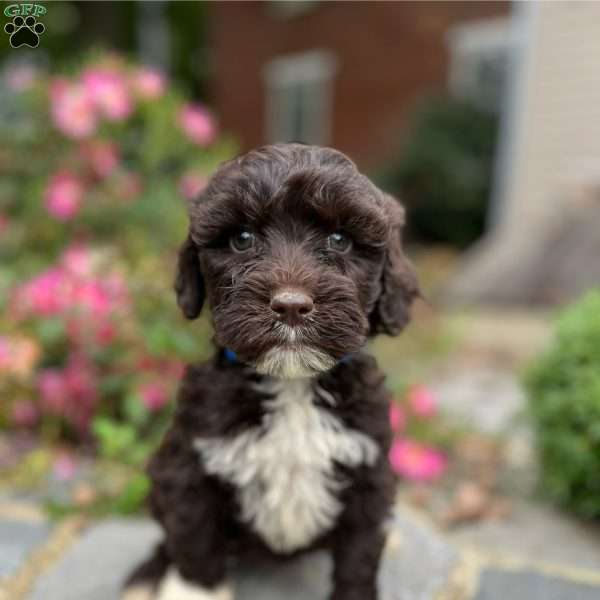 Blitz, Portuguese Water Dog Puppy