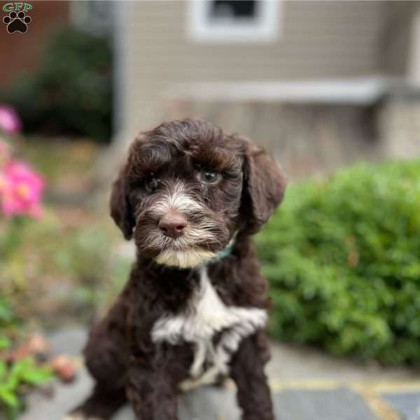 Grover, Portuguese Water Dog Puppy