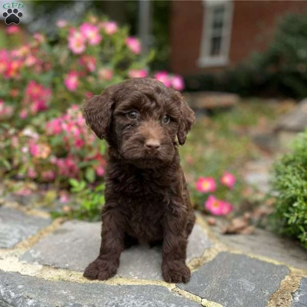 Sonny, Portuguese Water Dog Puppy