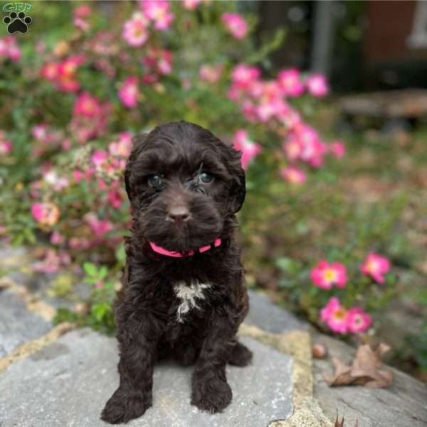 Rosie, Portuguese Water Dog Puppy