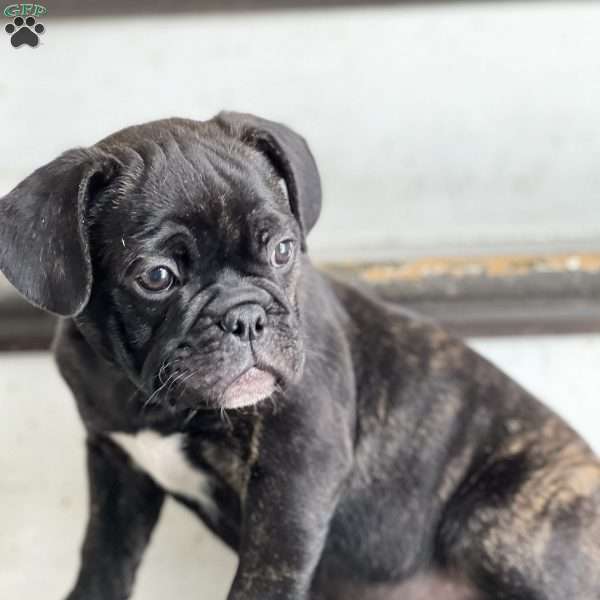 Jasper, French Bulldog Mix Puppy