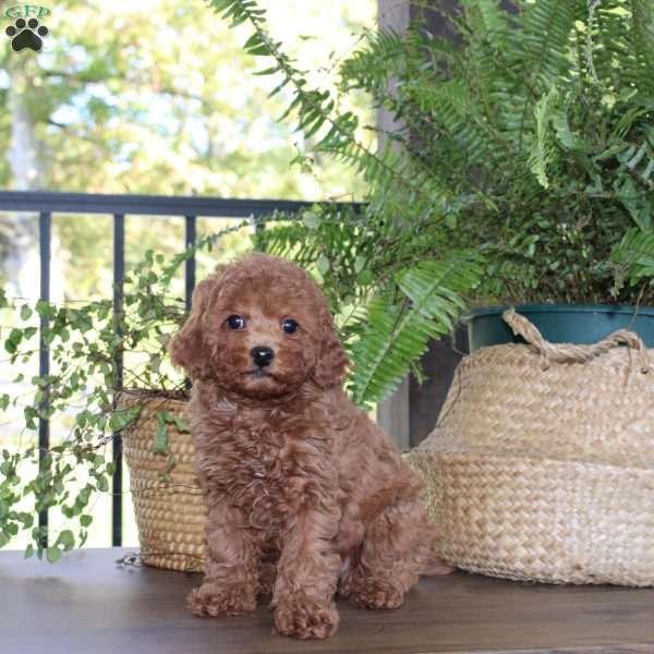 Luna, Cavapoo Puppy