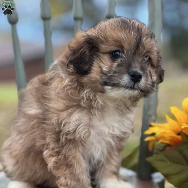 Lovey, Pomapoo Puppy