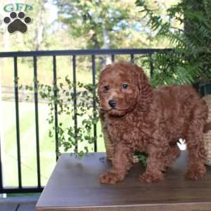 Daisy, Cavapoo Puppy