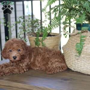 Daisy, Cavapoo Puppy