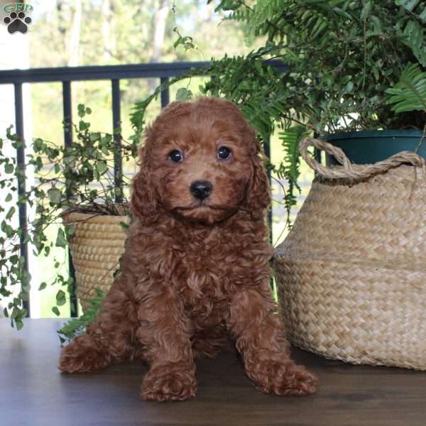 Daisy, Cavapoo Puppy