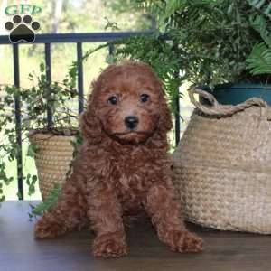 Daisy, Cavapoo Puppy