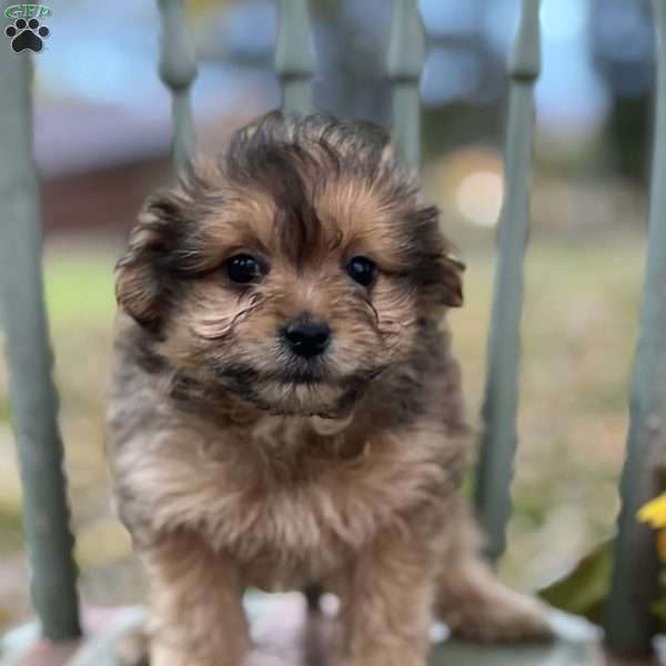 Luigi, Pomapoo Puppy