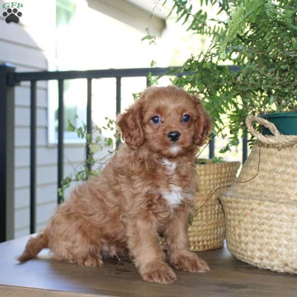 Charlie, Cavapoo Puppy