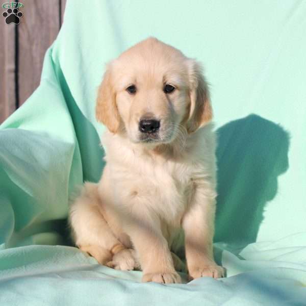 Millie, English Cream Golden Retriever Puppy