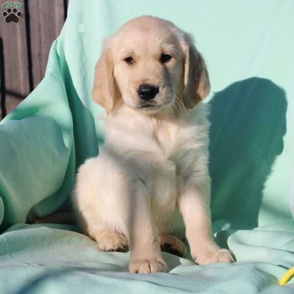 Ranger, English Cream Golden Retriever Puppy