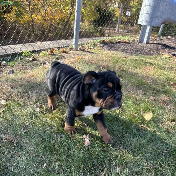 Jax, English Bulldog Puppy