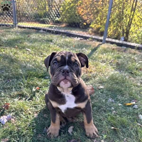 Reese, English Bulldog Puppy