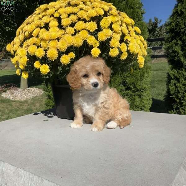 Jane, Cavapoo Puppy