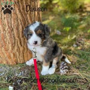 Dawson, Mini Bernedoodle Puppy