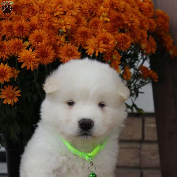 Kash, Akita Puppy