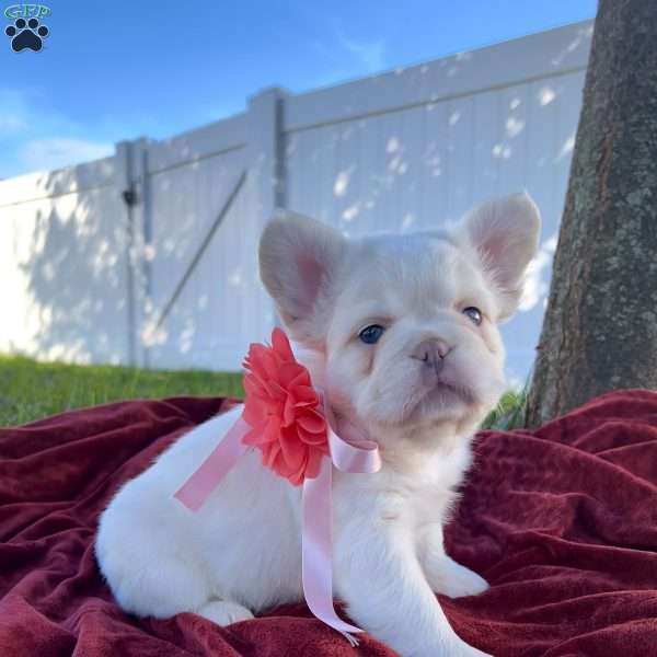 Gemma, French Bulldog Puppy