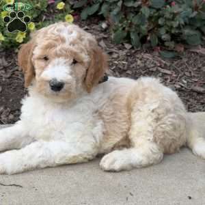 Phoenix, Goldendoodle Puppy