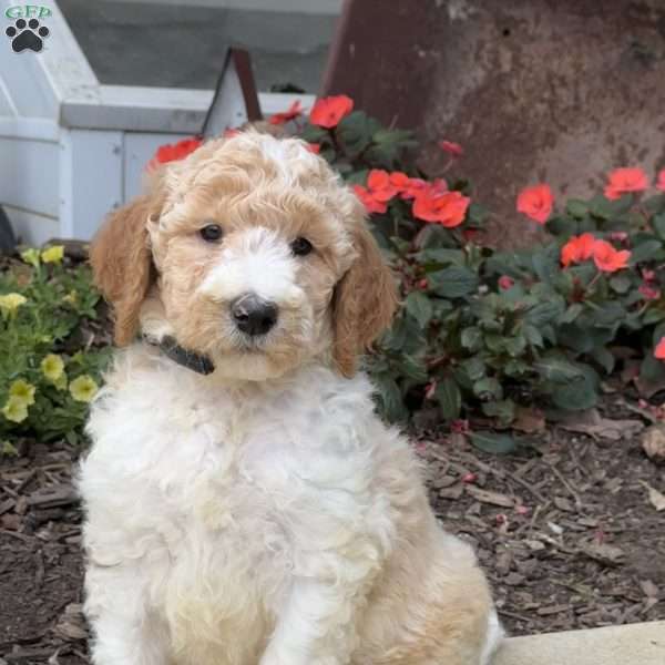 Phoenix, Goldendoodle Puppy