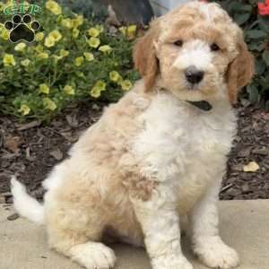 Phoenix, Goldendoodle Puppy