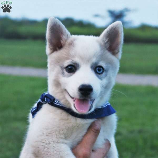 Pierre, Pomsky Puppy