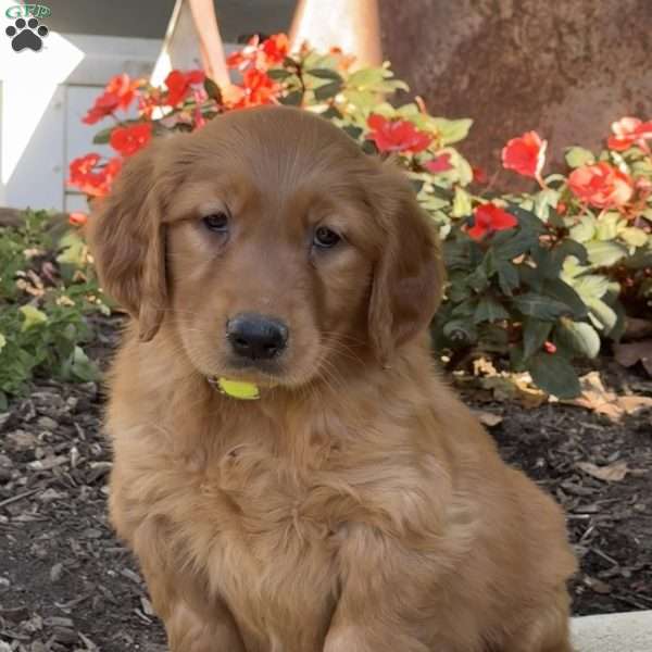 Ray, Golden Retriever Puppy