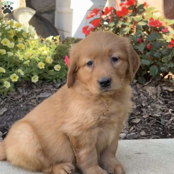 Ruby, Golden Retriever Puppy