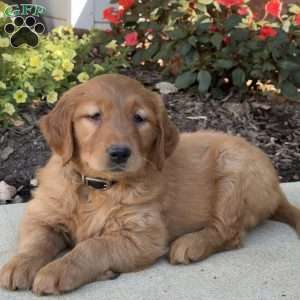 Ruth, Golden Retriever Puppy